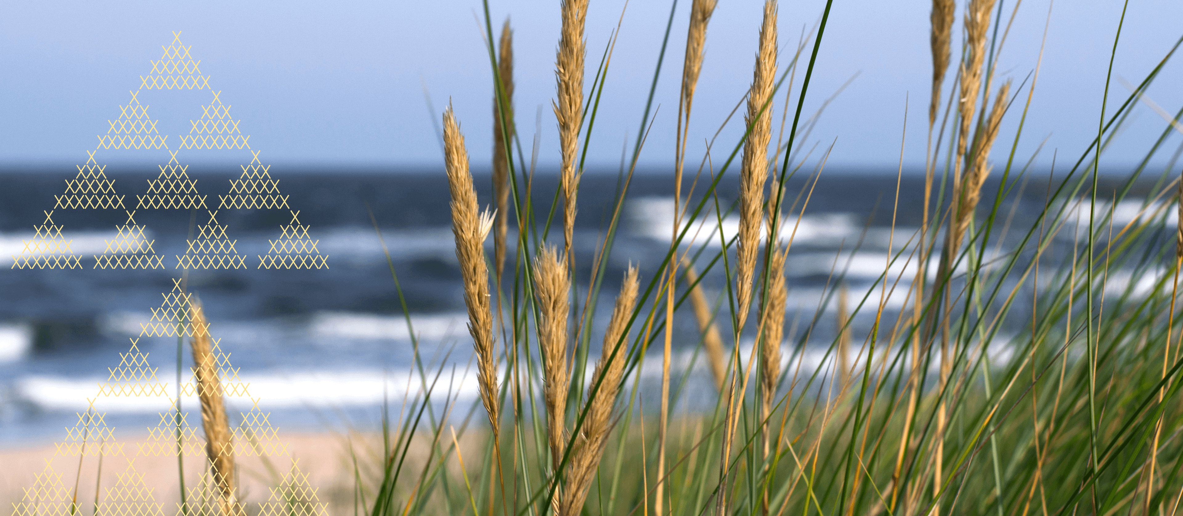 Sand dune bush and beach in the background